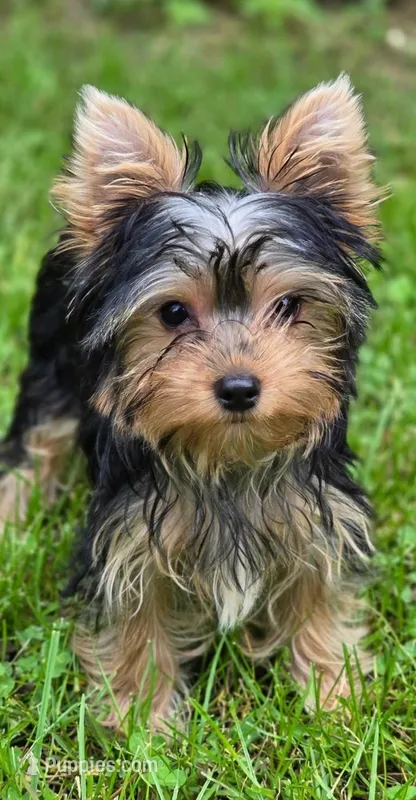Cersei – Yorkshire Terrier puppy for sale in Chula Vista, CA