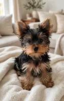 Cersei, a female Yorkshire Terrier for sale in Chula Vista, CA – 1 of 7