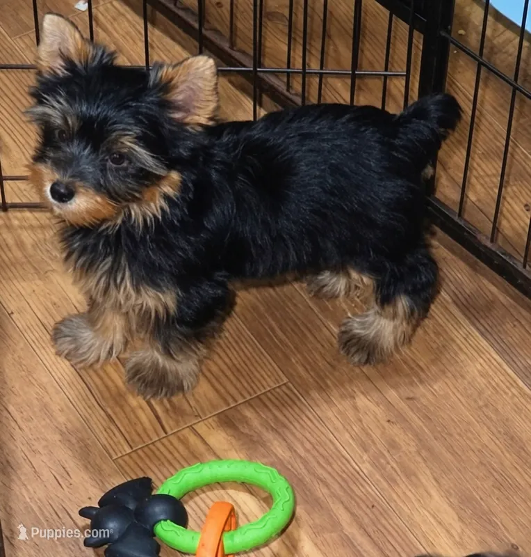 Arlo  – Yorkshire Terrier puppy for sale in Chula Vista, CA