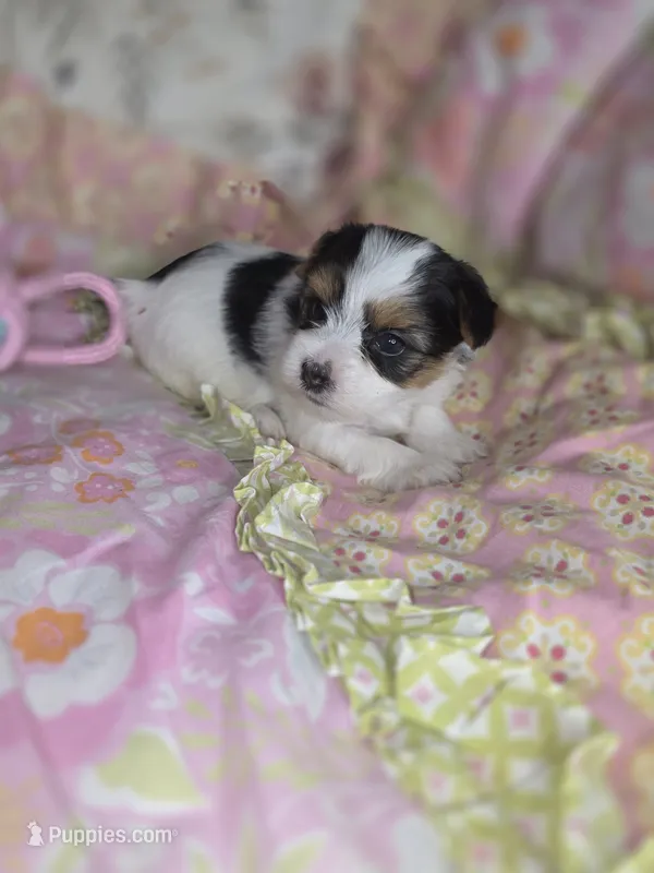 Channel  – Yorkshire Terrier puppy for sale in Imperial Beach, CA