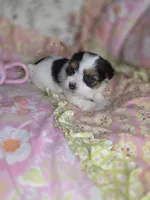 Channel , a female Yorkshire Terrier for sale in Imperial Beach, CA – 1 of 5