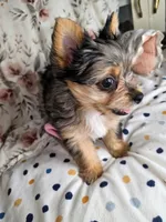 Salina , a female Yorkshire Terrier for sale in Chula Vista, CA – 6 of 7
