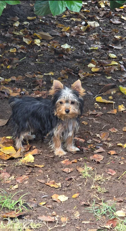 Cersei – Yorkshire Terrier puppy for sale in Chula Vista, CA