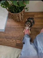 Salina , a female Yorkshire Terrier for sale in Chula Vista, CA – 7 of 7