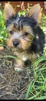 Levi, a male Yorkshire Terrier for sale in Chula Vista, CA – 9 of 9