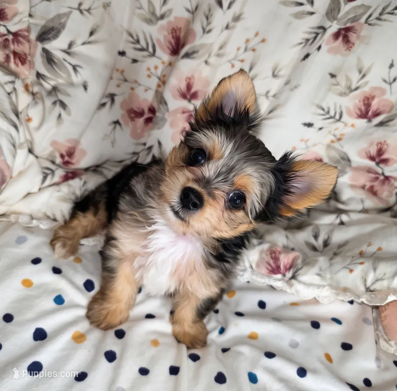 Salina  – Yorkshire Terrier puppy for sale in Chula Vista, CA