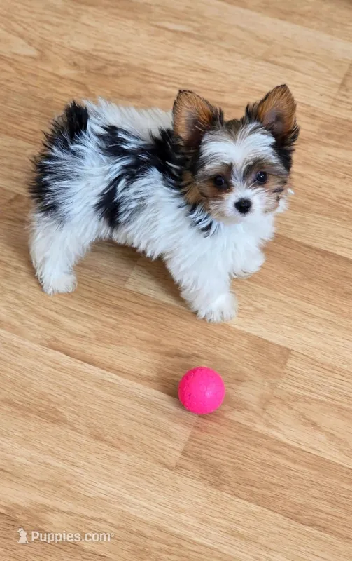 Adora   – Yorkshire Terrier puppy for sale in Chula Vista, CA