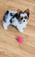Adora  , a female Yorkshire Terrier for sale in Chula Vista, CA – 1 of 2