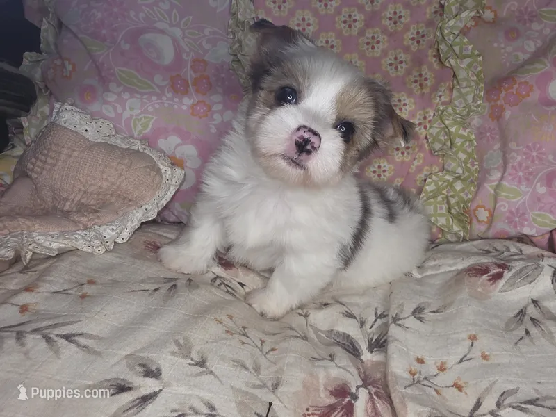 Violet  – Yorkshire Terrier puppy for sale in Imperial Beach, CA