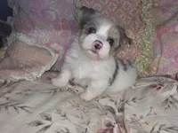 Violet , a female Yorkshire Terrier for sale in Imperial Beach, CA – 1 of 4
