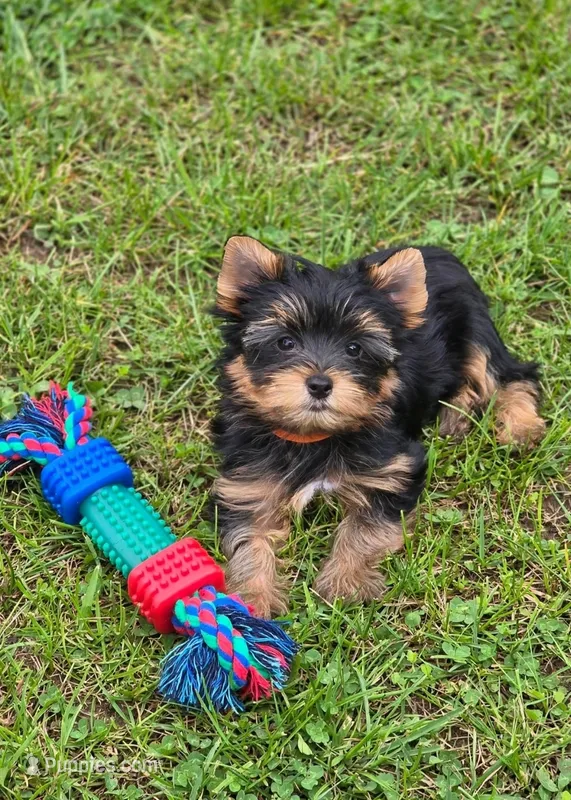 Arlo  – Yorkshire Terrier puppy for sale in Chula Vista, CA