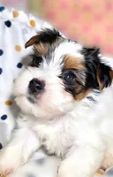 Channel , a female Yorkshire Terrier for sale in Chula Vista, CA – 2 of 9