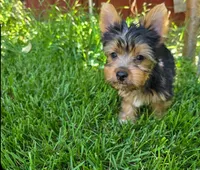 Levi, a male Yorkshire Terrier for sale in Chula Vista, CA – 3 of 9