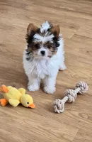 Adora  , a female Yorkshire Terrier for sale in Chula Vista, CA – 2 of 2