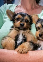 Tucker, a male Yorkshire Terrier for sale in Chula Vista, CA – 10 of 10