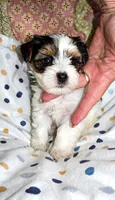 Channel , a female Yorkshire Terrier for sale in Chula Vista, CA – 4 of 9
