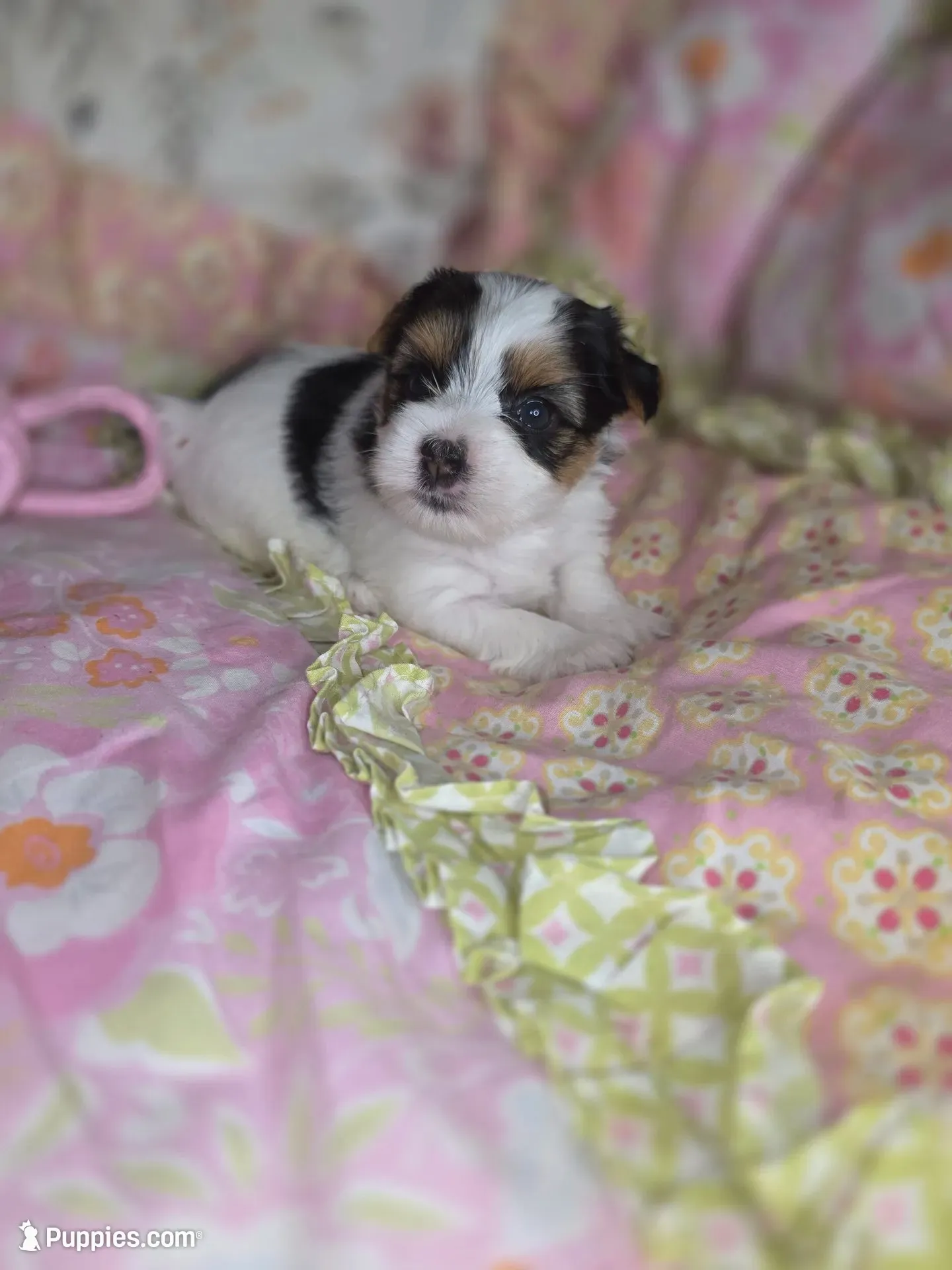 Channel , a female Yorkshire Terrier for sale in Chula Vista, CA – 7 of 9