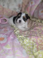 Channel , a female Yorkshire Terrier for sale in Imperial Beach, CA – 3 of 5