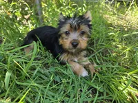 Levi, a male Yorkshire Terrier for sale in Chula Vista, CA – 4 of 9