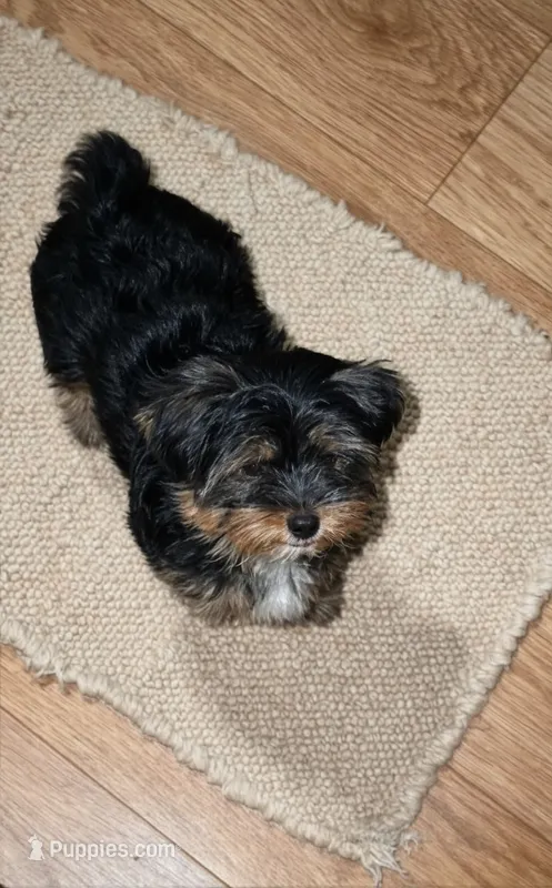 Ziggy – Yorkshire Terrier puppy for sale in Chula Vista, CA