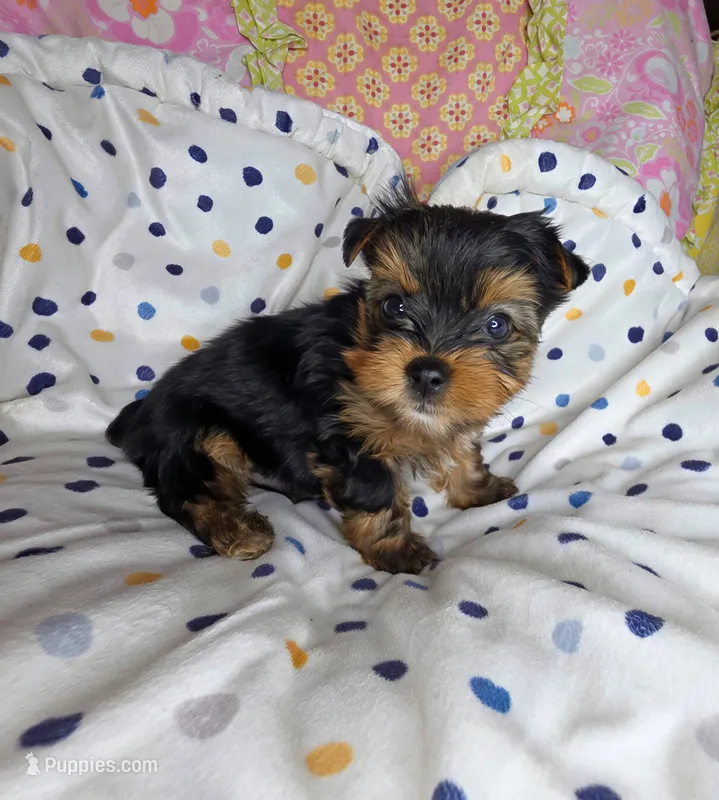 Ramble  – Yorkshire Terrier puppy for sale in Imperial Beach, CA