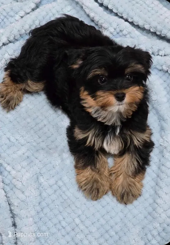 Miles – Yorkshire Terrier puppy for sale in Chula Vista, CA