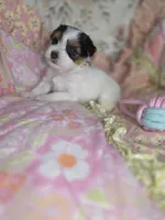Channel , a female Yorkshire Terrier for sale in Imperial Beach, CA – 4 of 5