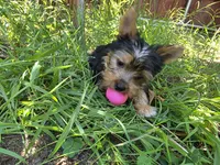 Levi, a male Yorkshire Terrier for sale in Chula Vista, CA – 5 of 9