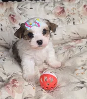 Ricky, a male Yorkshire Terrier for sale in Imperial Beach, CA – 2 of 4