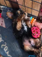 Ramble , a male Yorkshire Terrier for sale in Chula Vista, CA – 4 of 4