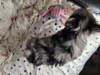 Salina , a female Yorkshire Terrier for sale in Chula Vista, CA – 2 of 7