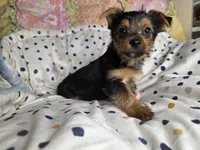 Tucker, a male Yorkshire Terrier for sale in Chula Vista, CA – 2 of 4