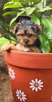 Dolly, a female Yorkshire Terrier for sale in Chula Vista, CA – 2 of 4