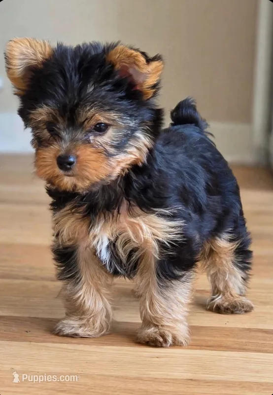 Alfie  – Yorkshire Terrier puppy for sale in Chula Vista, CA