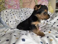Tucker, a male Yorkshire Terrier for sale in Chula Vista, CA – 3 of 4