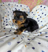 Ramble , a male Yorkshire Terrier for sale in Imperial Beach, CA – 2 of 3