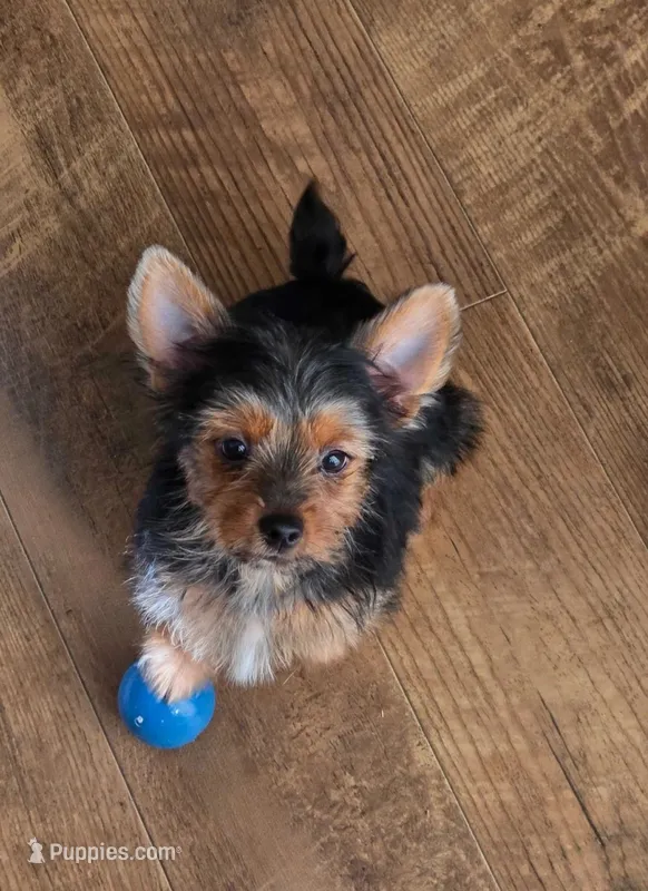 Tucker – Yorkshire Terrier puppy for sale in Chula Vista, CA