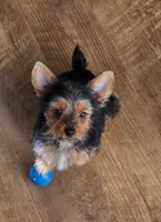 Tucker, a male Yorkshire Terrier for sale in Chula Vista, CA – 1 of 10