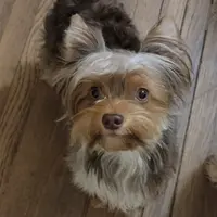 Oliver, a male Yorkshire Terrier and Biewer for sale in Imperial Beach, CA – 9 of 9