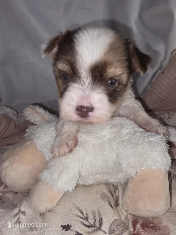 Oliver – Yorkshire Terrier, Biewer puppy for sale in Imperial Beach, CA