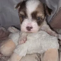 Oliver, a male Yorkshire Terrier and Biewer for sale in Imperial Beach, CA – 1 of 9