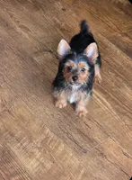 Rita, a female Yorkshire Terrier for sale in Chula Vista, CA – 4 of 4