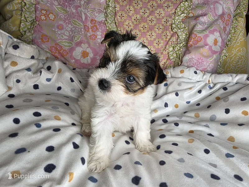 Channel  – Yorkshire Terrier puppy for sale in Imperial Beach, CA