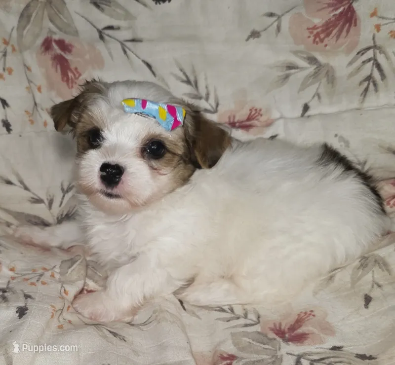 Ricky – Yorkshire Terrier puppy for sale in Imperial Beach, CA