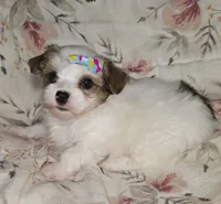 Ricky, a male Yorkshire Terrier for sale in Imperial Beach, CA – 1 of 4