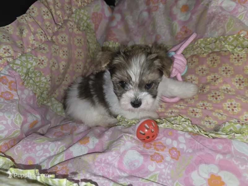 Lacey  – Yorkshire Terrier puppy for sale in Imperial Beach, CA
