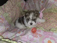 Lacey , a female Yorkshire Terrier for sale in Imperial Beach, CA – 1 of 5