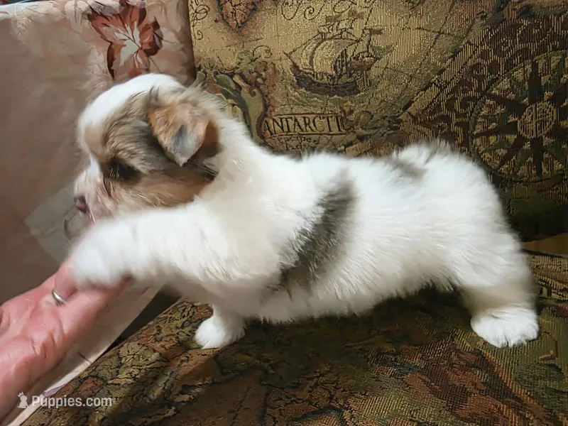 Violet  – Yorkshire Terrier puppy for sale in Imperial Beach, CA