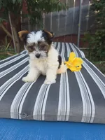 Enzo, a male Yorkshire Terrier for sale in Chula Vista, CA – 4 of 5