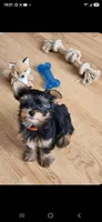 Arlo , a male Yorkshire Terrier for sale in Chula Vista, CA – 2 of 2